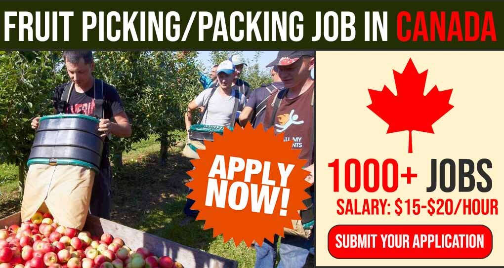 Fruit Picking & Packing Workers Needed | Job Offer in Canada for Foreigners 6