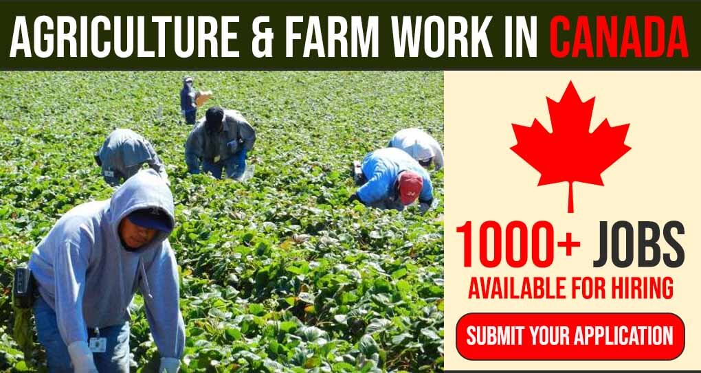 1000+ General Workers Needed in Canada | Urgently Hiring Now (2022) 1